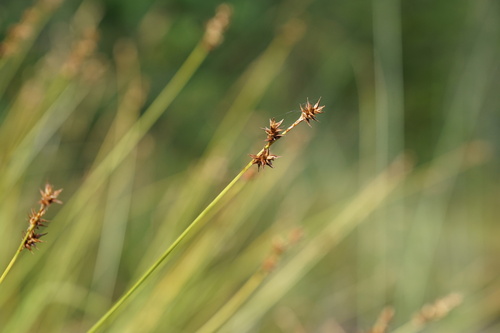 star sedge