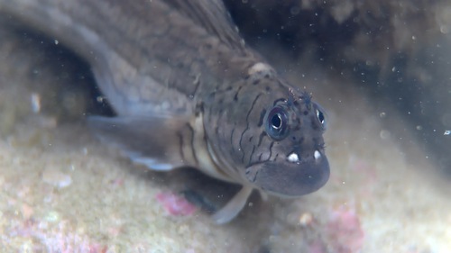Istiblennius lineatus observed 2026-09-25