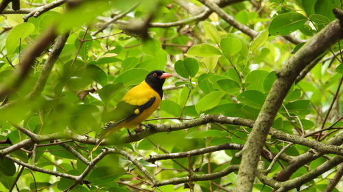 Black-hooded Oriole