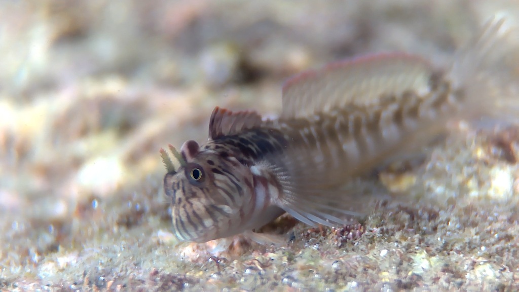 Striated rockskipper