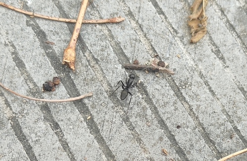 Japanese Carpenter Ant