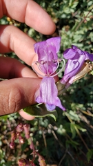 Penstemon azureus azureus