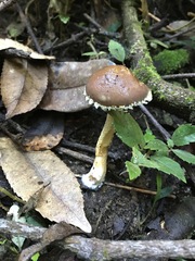 Stropharia formosa
