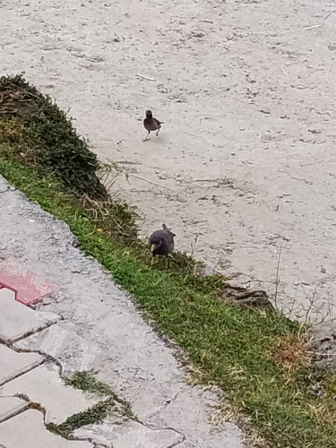 Common Myna
