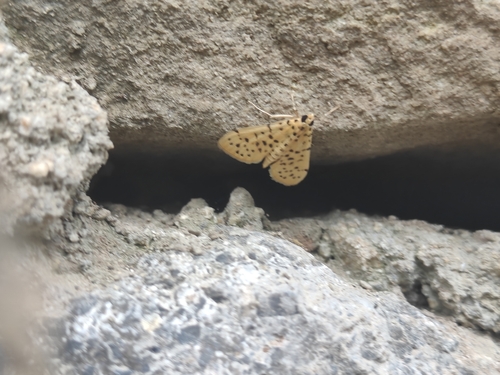 Yellow Peach Moth