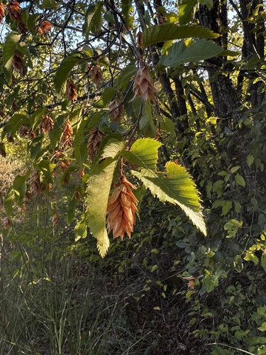 European Hop-hornbeam