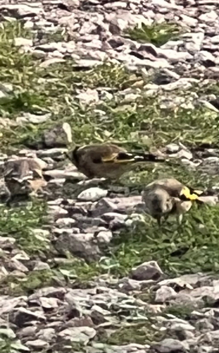 European Goldfinch