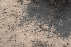 Acanthodactylus erythrurus