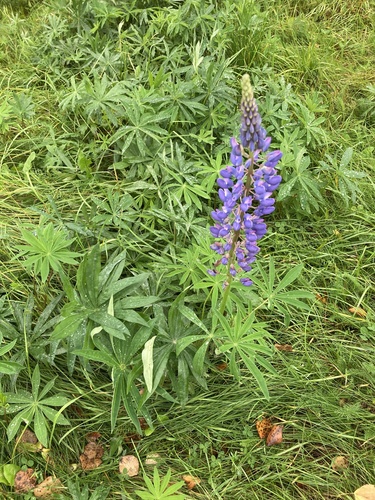 Large-leaved lupine