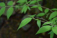 Philadelphus hirsutus