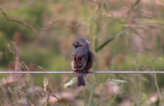 Sporophila ruficollis