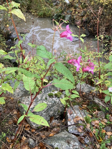 Himalayan balsam