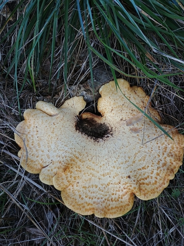 Dryad's Saddle