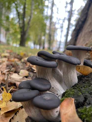 Oyster Mushroom