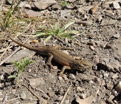 Sceloporus slevini
