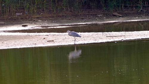 Grey Heron