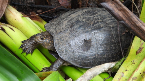 Sri Lanka Black Turtle