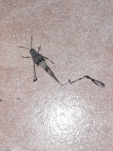 Blue-winged Grasshopper