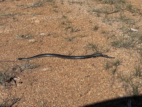 Western Tiger Snake