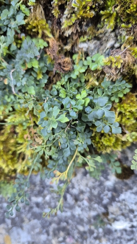 wall-rue