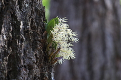 Dendrobium aemulum