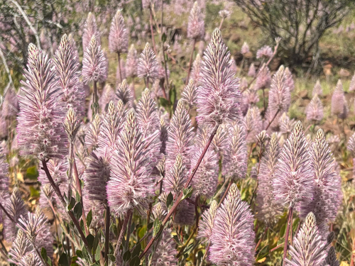 Ptilotus exaltatus