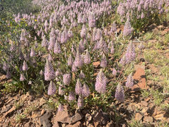 Ptilotus exaltatus, photograph (c) Paul Coddington, some rights reserved (CC BY)
