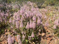 Ptilotus exaltatus, photograph (c) Paul Coddington, some rights reserved (CC BY)