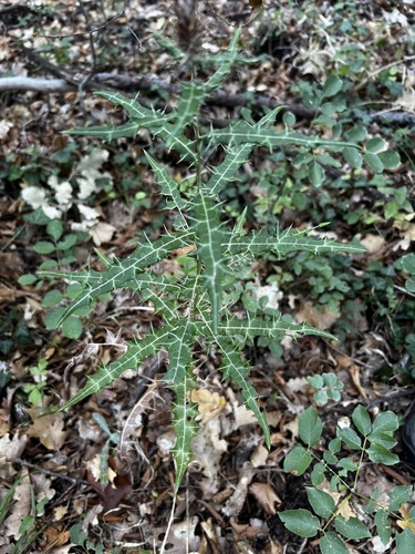Ptilostemon strictus