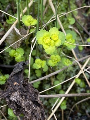 Chrysosplenium iowense