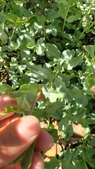 Penstemon azureus azureus