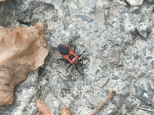 Haematoloecha nigrorufa
