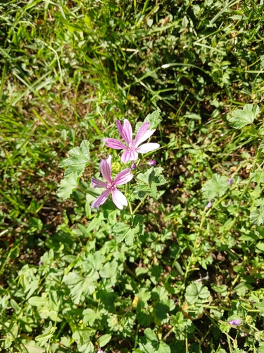 Common Mallow