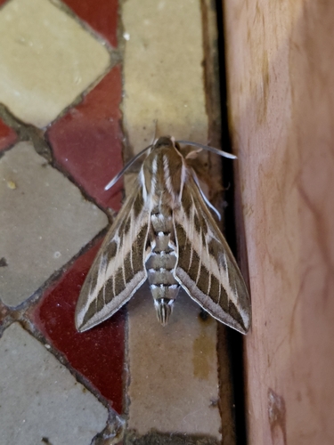 Striped Hawkmoth