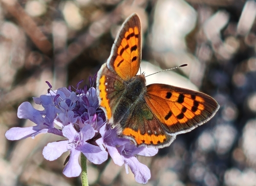 Small Copper