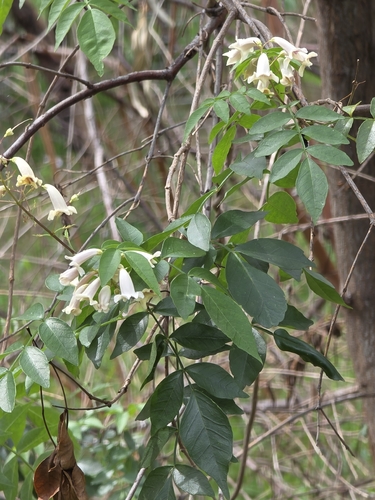 Pandorea pandorana, photograph 3