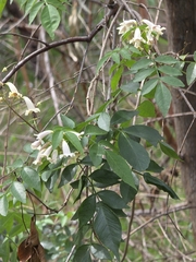 Pandorea pandorana, photograph (c) Ian Rainbow, some rights reserved (CC BY)
