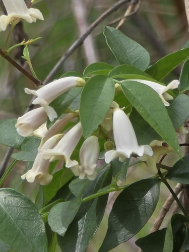 Pandorea pandorana, photograph 4