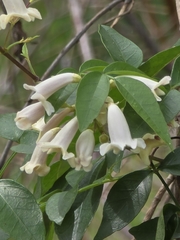 Pandorea pandorana, photograph (c) Ian Rainbow, some rights reserved (CC BY)