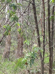 Pandorea pandorana, photograph (c) Ian Rainbow, some rights reserved (CC BY)