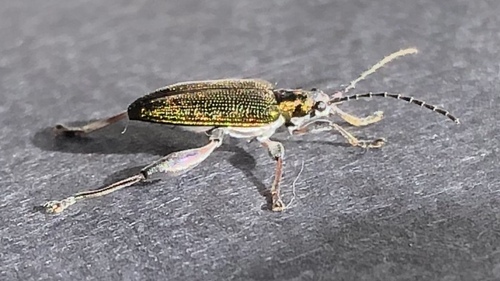 pondweed reed beetle