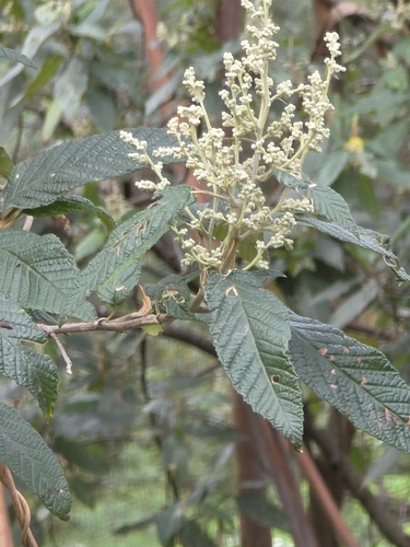 Pomaderris aspera, photograph 1
