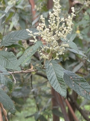 Pomaderris aspera