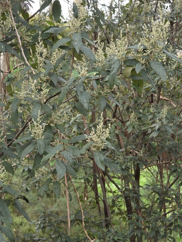 Pomaderris aspera, photograph 2