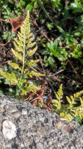 Asplenium adiantum-nigrum, photograph 5
