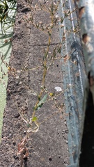 Lactuca serriola, photograph (c) guywallbanks, some rights reserved (CC BY)