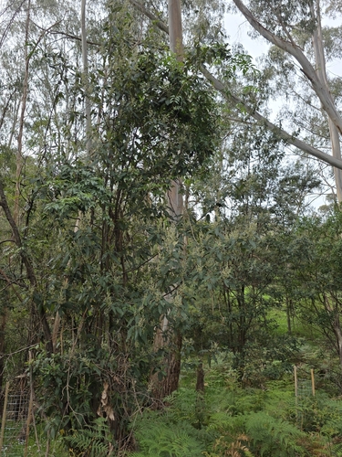 Pomaderris aspera, photograph 3