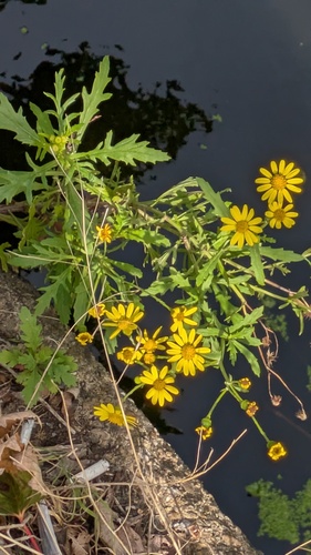 Senecio squalidus, photograph 3