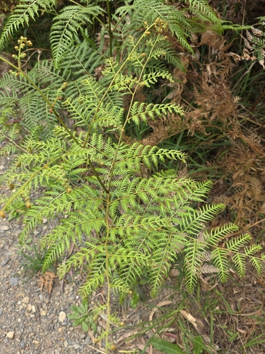 Pteridium esculentum