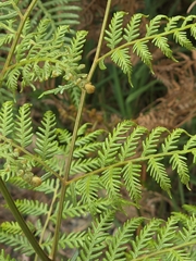 Pteridium esculentum, photograph (c) Ian Rainbow, some rights reserved (CC BY)